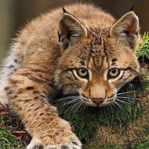 Meet your Posher, Jeff